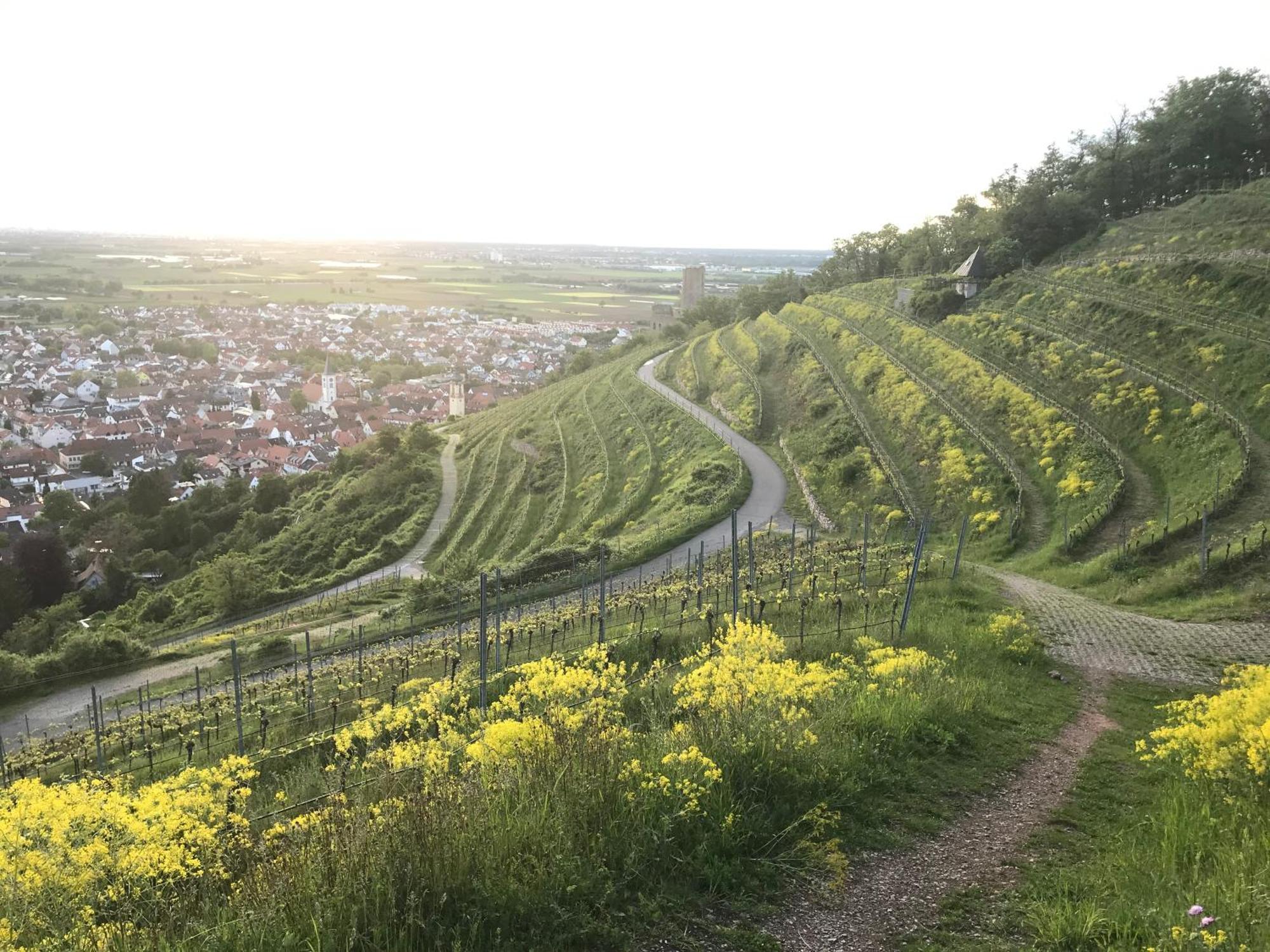 Maisonette-ferienwohnung In Feldrandlage Bergstrasse Naehe Heidelberg *